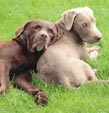 Luk und Ron unsere Labrador Hunde