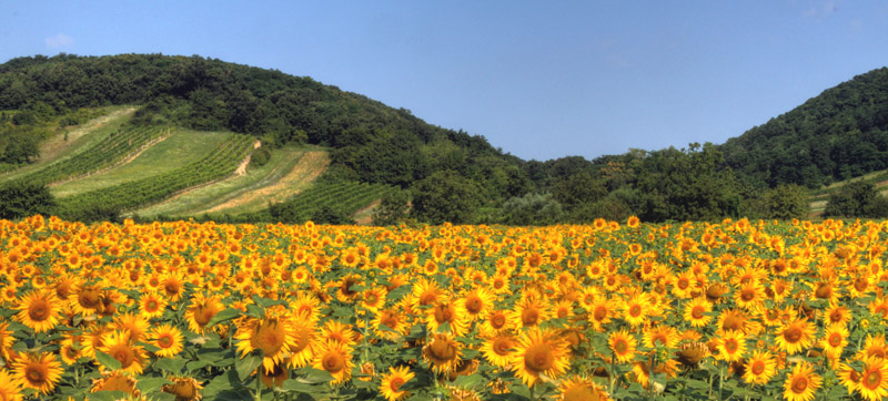Sonnenblumen