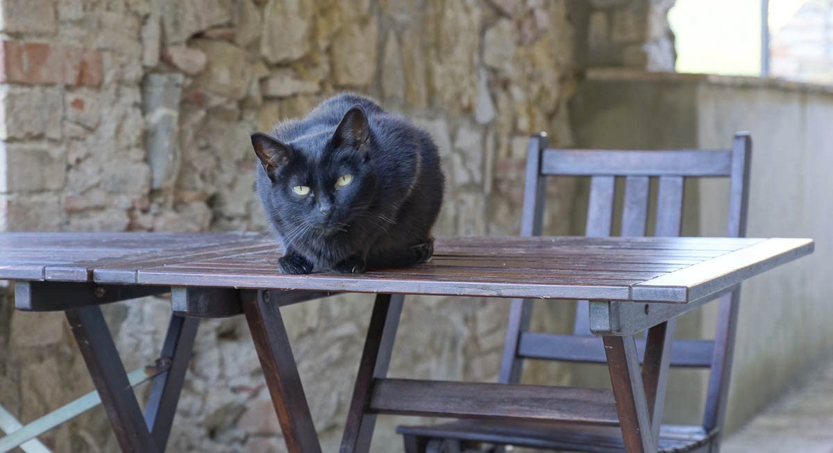 Die Hauskatze