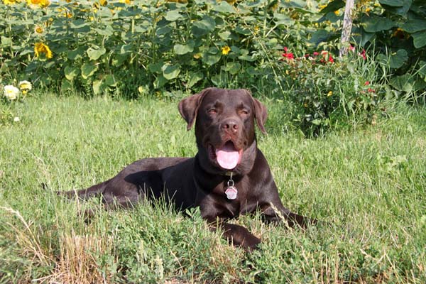 Luk unser Labrador