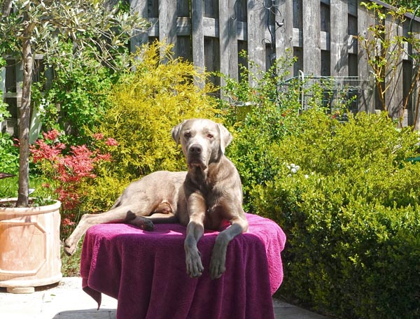 Unser Labrador Ron auf dem Thron